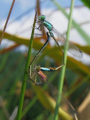 Agrion de Mercure - Sébastien LAGUET - ONF