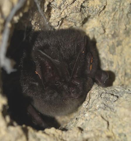 Barbastelle - P. DUBOC