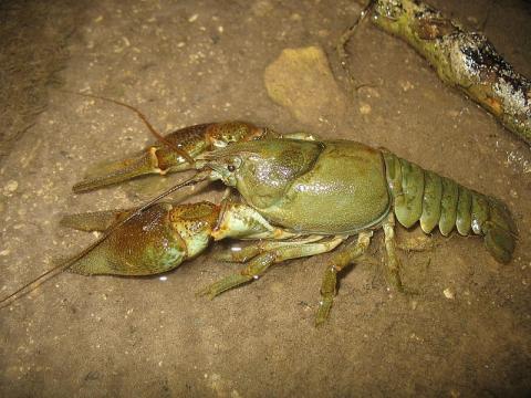 Bertrand BARRE - ONF