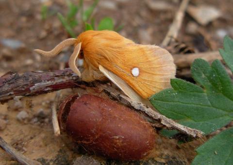 Laineuse du prunellier_OPIE_Lucas BALITEAU