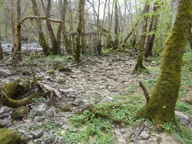 Forêt alluviale le long du Cher - L. RIVIERE