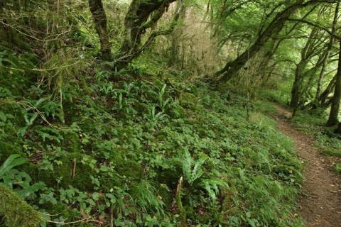 Forêt de pente le long du Cher - L. RIVIERE