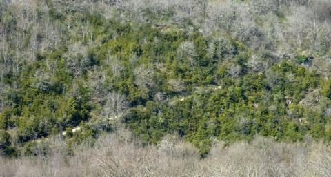 Fourré de buis à Lignerolles - L. RIVIERE