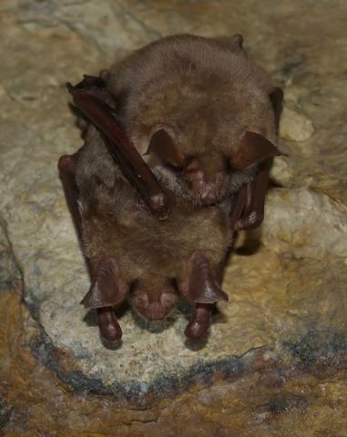 Couple de Grand murin - P. DUBOC