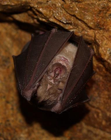 Grand Rhinolope - P. DUBOC