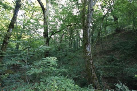 Hêtraie - L. RIVIERE