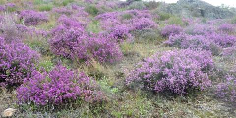 Lande de Nerdres - L. RIVIERE