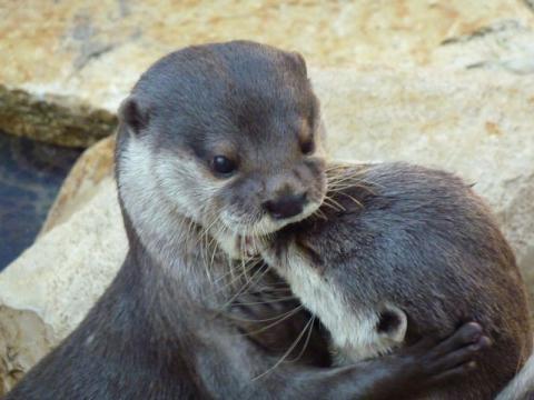 Loutres d'Europe_L.RIVIERE