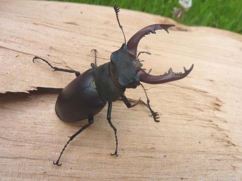 Lucane cerf-volant - L. RIVIERE