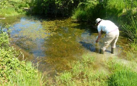Mare à potamot - L. RIVIERE