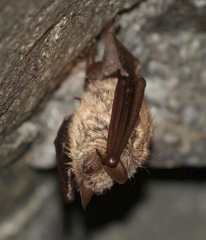 Murin à oreilles échancrées - P. DUBOC