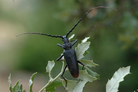 Grand Capricorne_Photo ONF