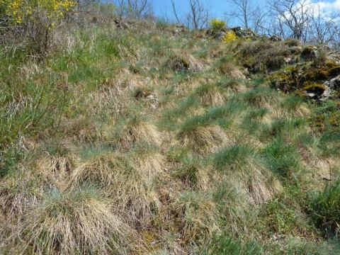 Pelouse à Lavault-Sainte-Anne - L. RIVIERE