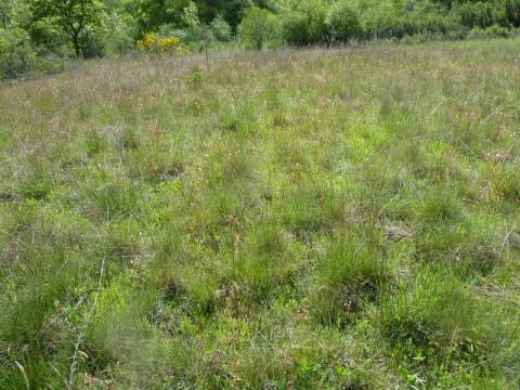 Pelouse en bas du château de l'ours - L. RIVIERE