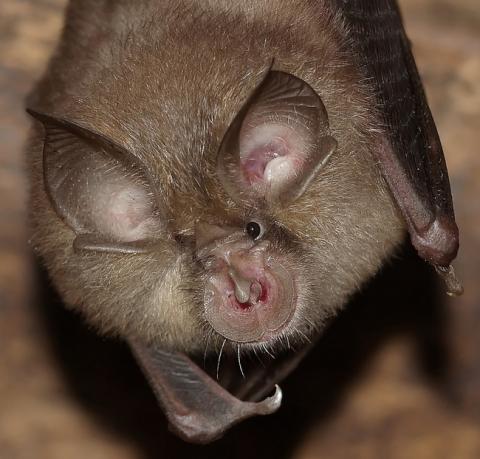 Petit Rhinolope - P. DUBOC