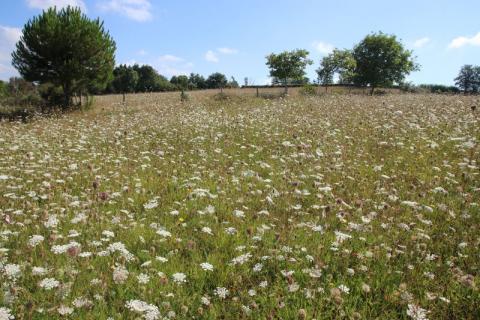 Prairie de fauche à Sainte-Thérence - L. RIVIERE