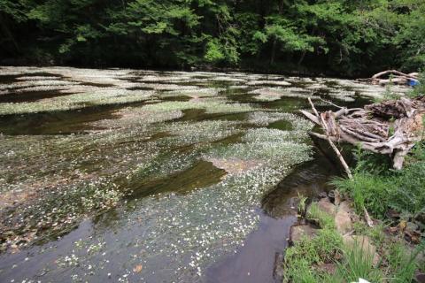 Rivière à renoncules - L. RIVIERE