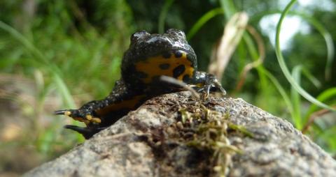 Sonneur à ventre jaune - L. RIVIERE